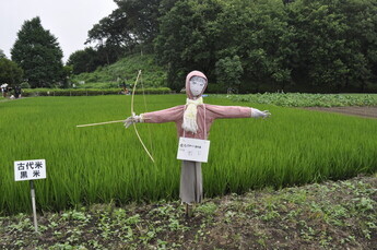 写真:古代米水田に立てたかかし