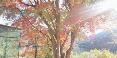 写真：紅葉