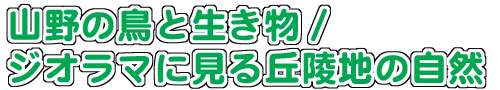 タイトル画像：山野の鳥と生き物/ジオラマに見る丘陵地の自然