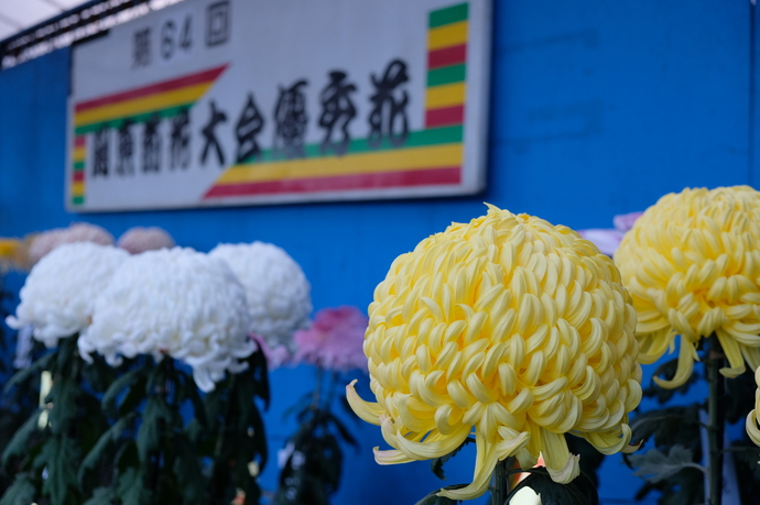 写真：盆養