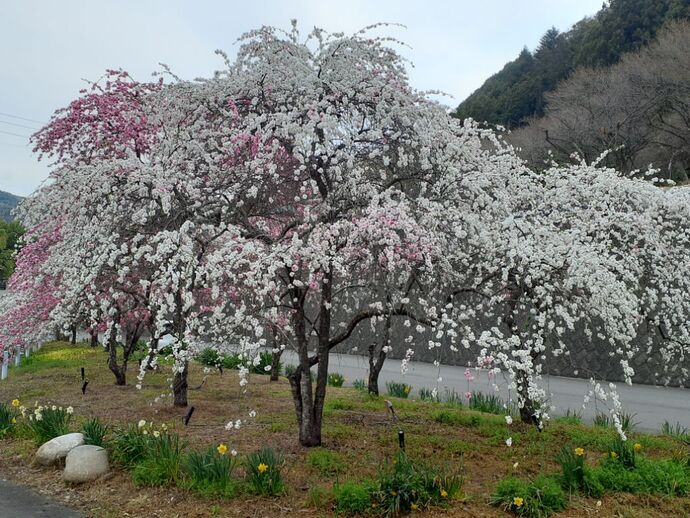 開花状況2