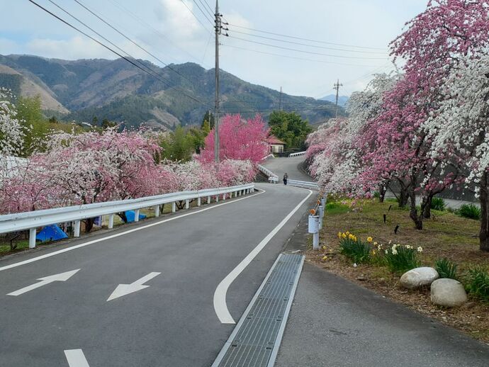 開花状況1