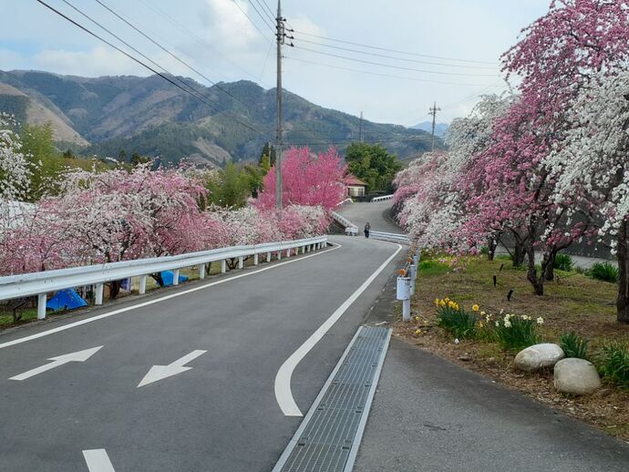 開花状況1