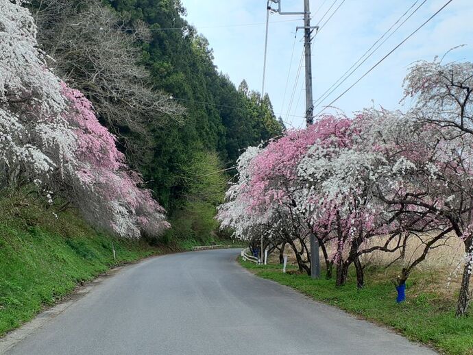 開花状況3