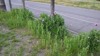 けしの花2