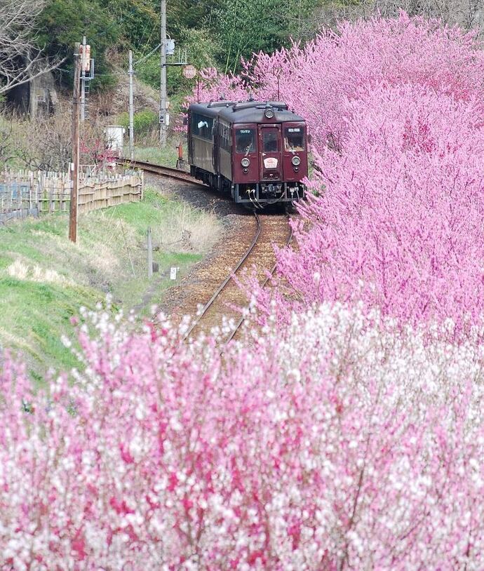 【わたらせ渓谷鐵道】 トロッコ列車の旅セット ※こども1名用｜わたらせ渓谷鐵道株式会社