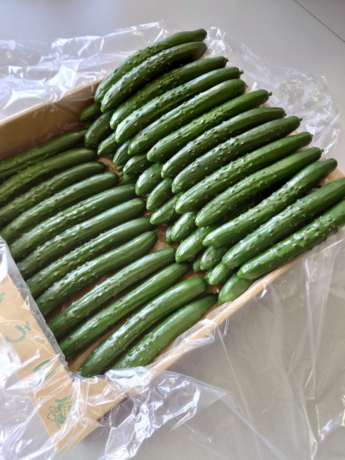 パリッと食感のきゅうり50本｜新田みどり農業協同組合