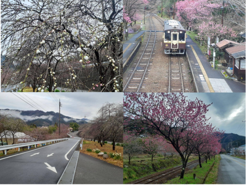 写真：わたらせ渓谷鐵道と花桃