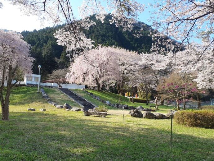 童謡ふるさと館：しだれ桜2