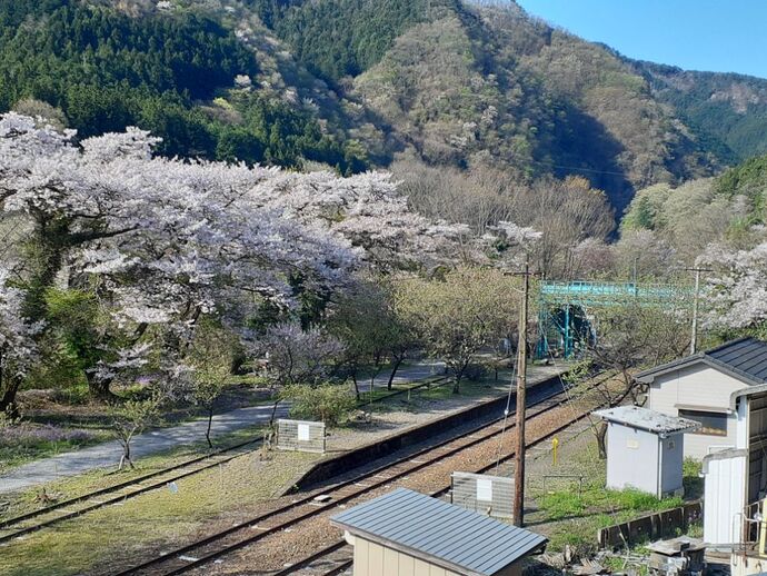 わたらせ渓谷鐵道・桜1