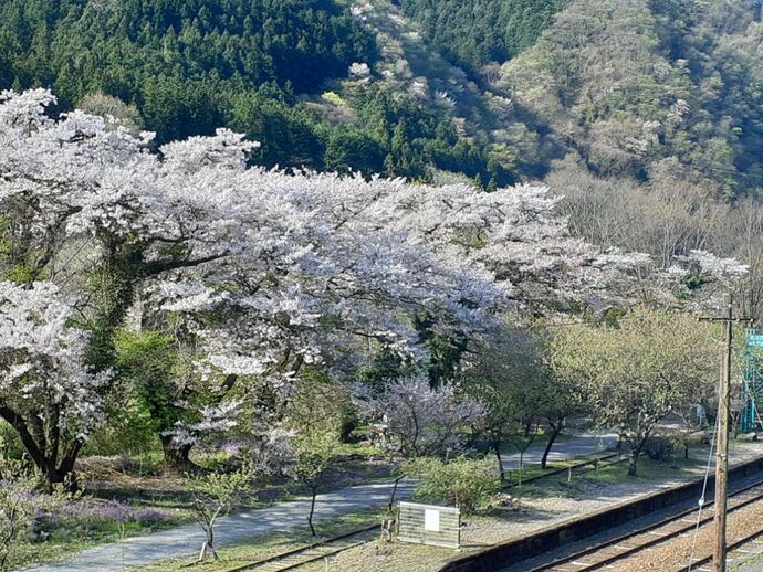 わたらせ渓谷鐵道・桜2