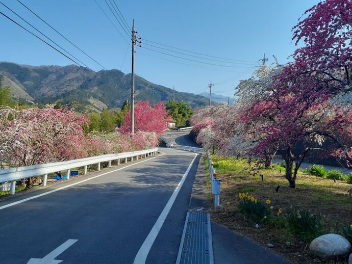 花桃街道：花桃1