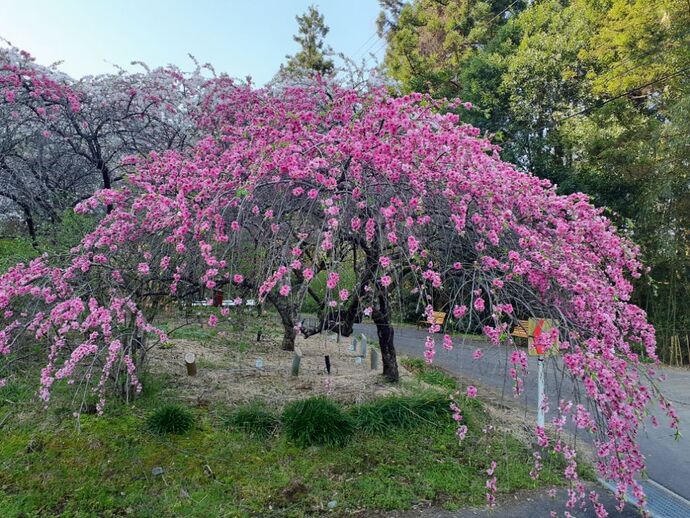 花桃街道：花桃2