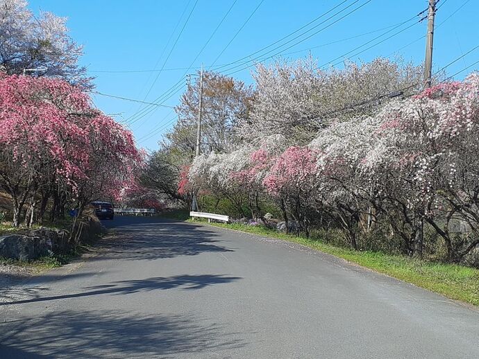 花桃街道：花桃3