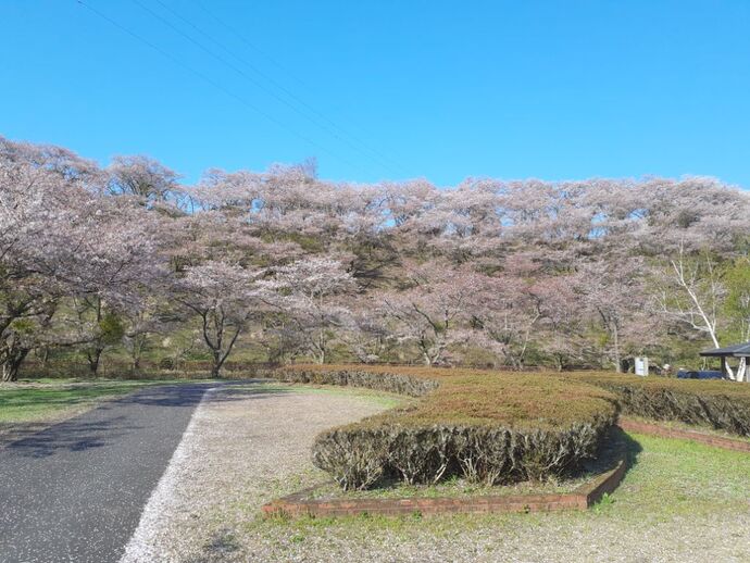 水の広場：桜1