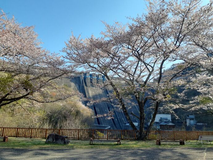 水の広場：桜2