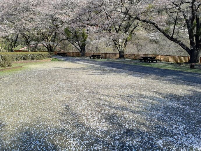 水の広場：桜3