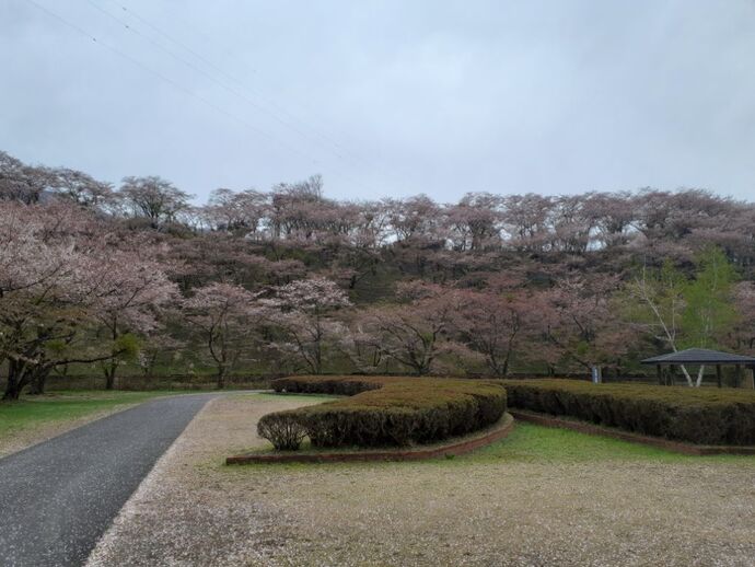 水の広場・桜：4月16日1