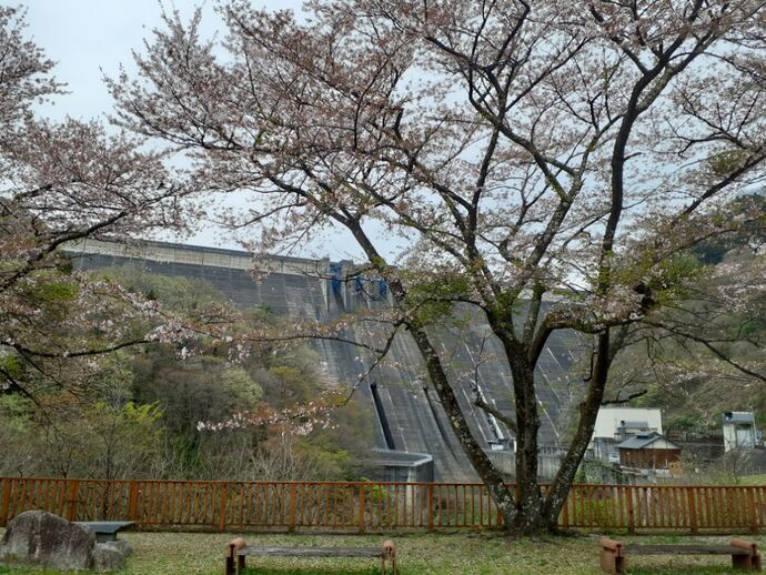 水の広場・桜：4月16日2