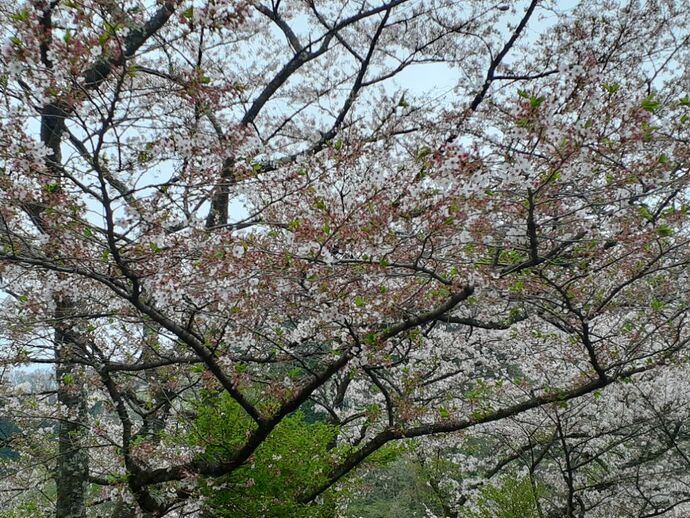 水の広場・桜：4月16日3