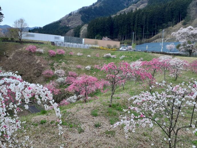 富弘美術館花桃1