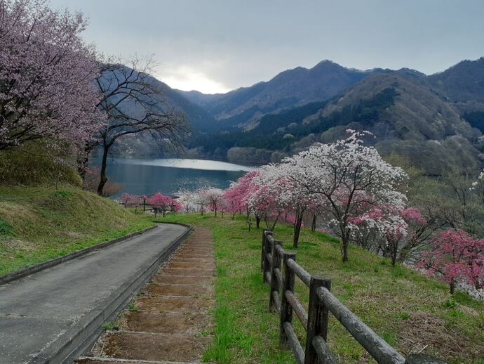 富弘美術館・花桃2