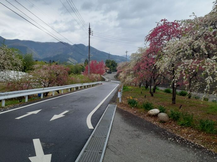 小夜戸・大畑花桃街道：4月17日1