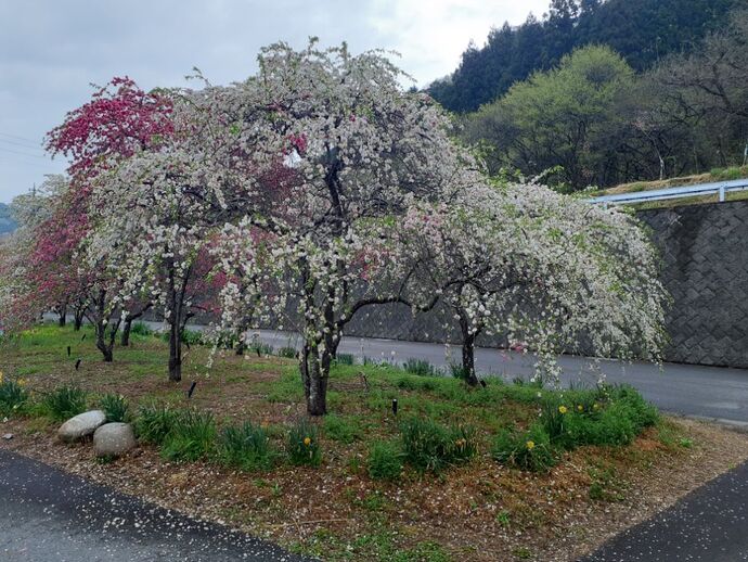 小夜戸・大畑花桃街道：4月17日2