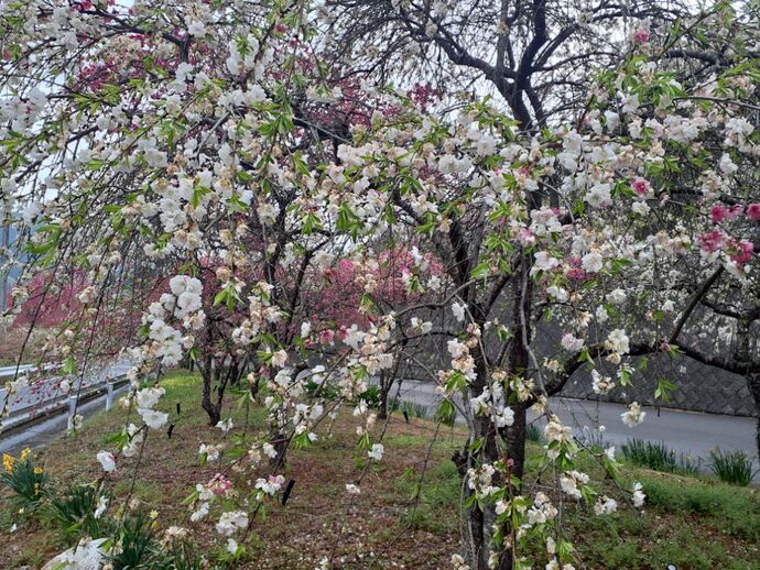 小夜戸・大畑花桃街道：4月17日3