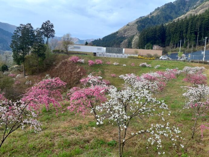 富弘美術館：4月17日1