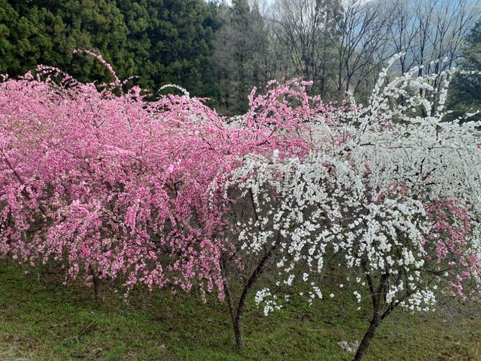 富弘美術館：4月17日3