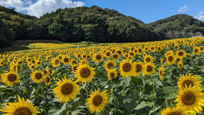 写真：ひまわりの花畑