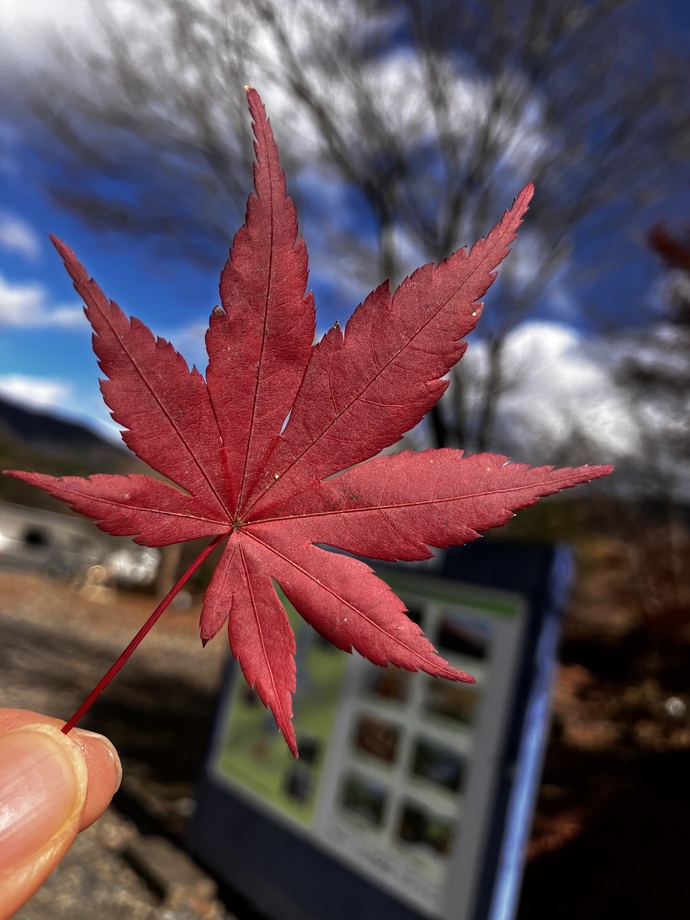 撮影場所　富弘美術館