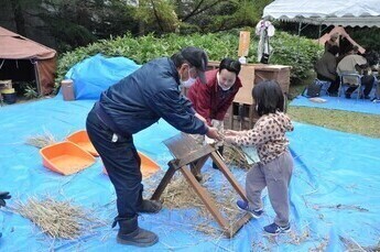 写真:脱穀体験