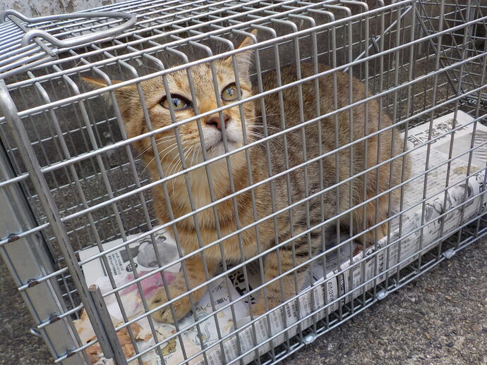 おおねこ