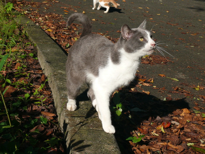 ねこお