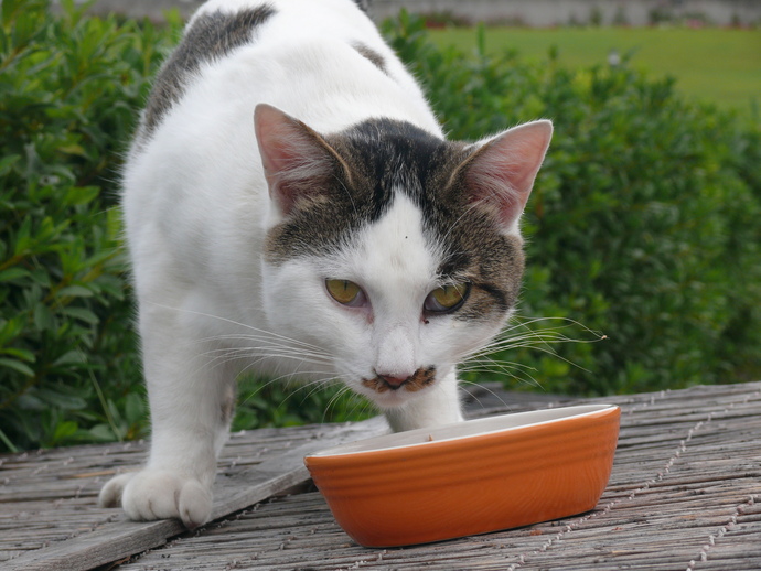 ねねこ