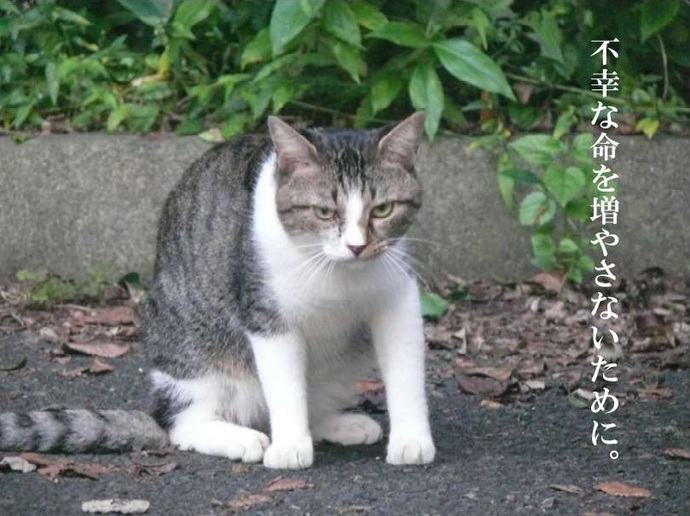 おねこ