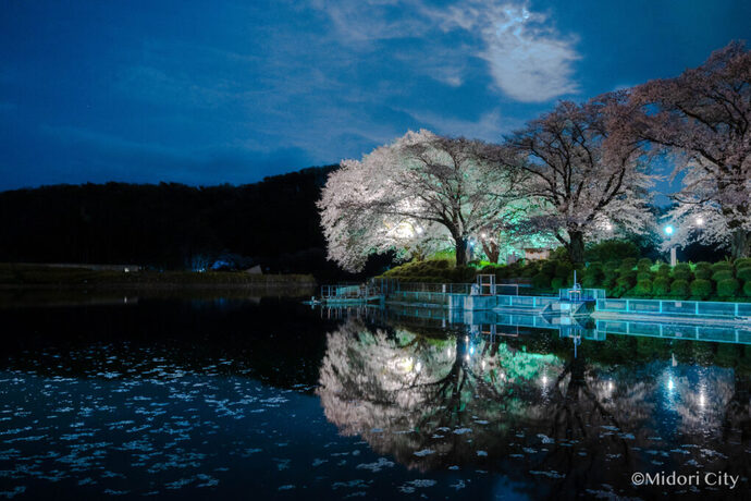 鹿の川沼桜並木ライトアップの写真
