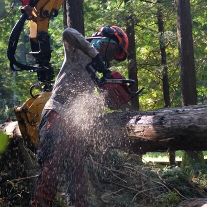 チェーンソーで作業する秋山誠一郎さん5