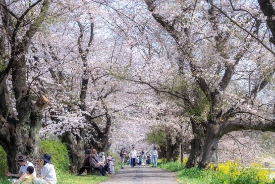 写真：カタクリさくらまつり