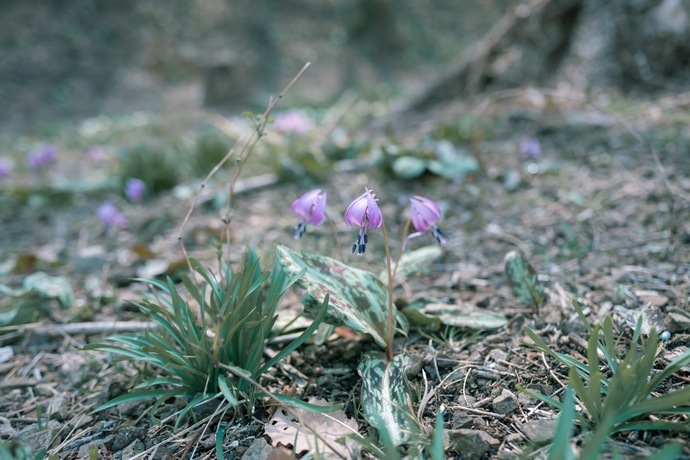写真：岩宿の里カタクリの花3/25