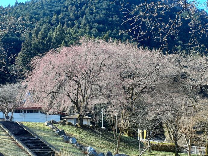 写真：童謡ふるさと館・しだれ桜4月4日