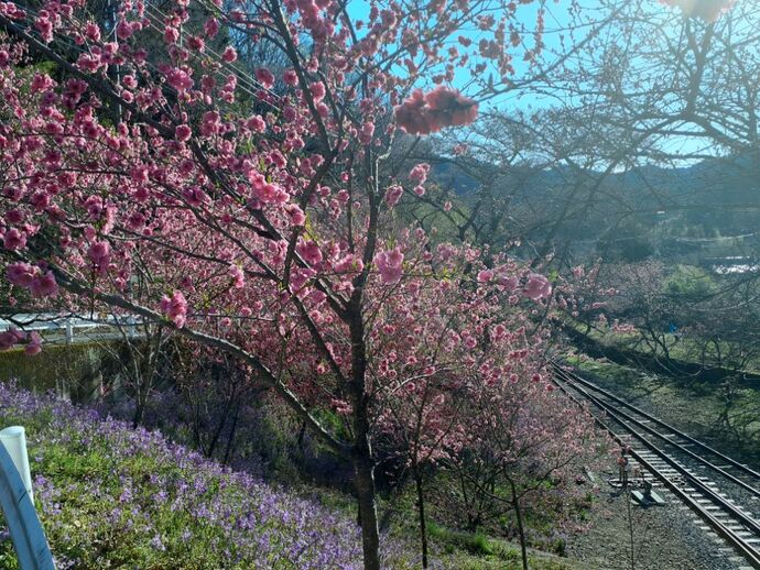 写真：神戸駅・花桃4月4日