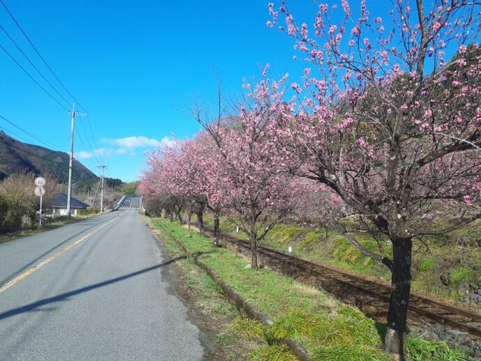写真：神戸駅・花桃4月4日