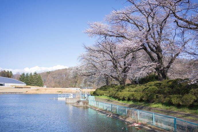 写真：鹿の川沼・桜
