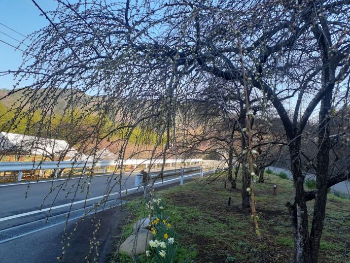 写真：小夜戸・花桃4月4日