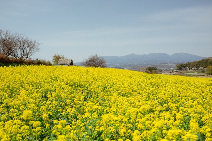 写真：鹿田山・菜の花