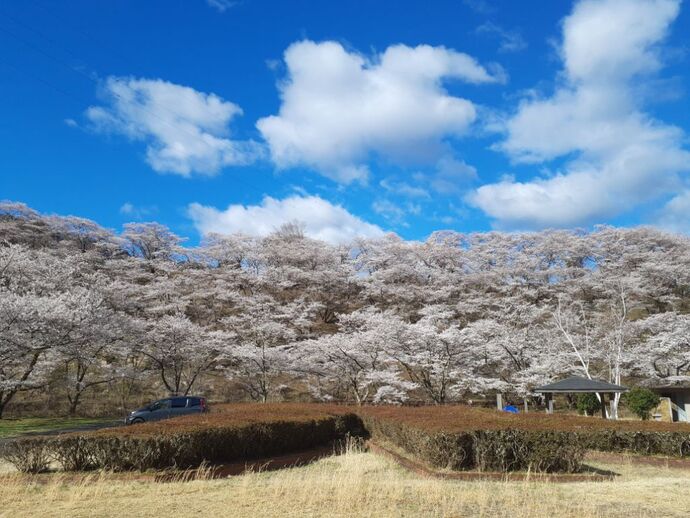 写真：ダム下・桜4月9日
