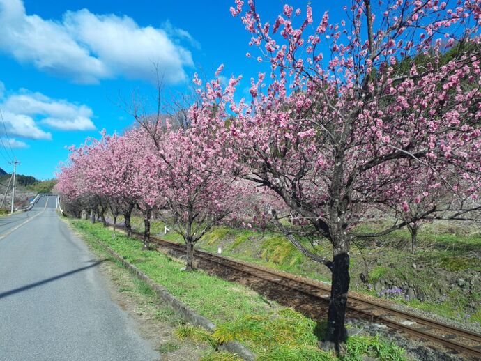 写真：神戸駅・花桃4月9日